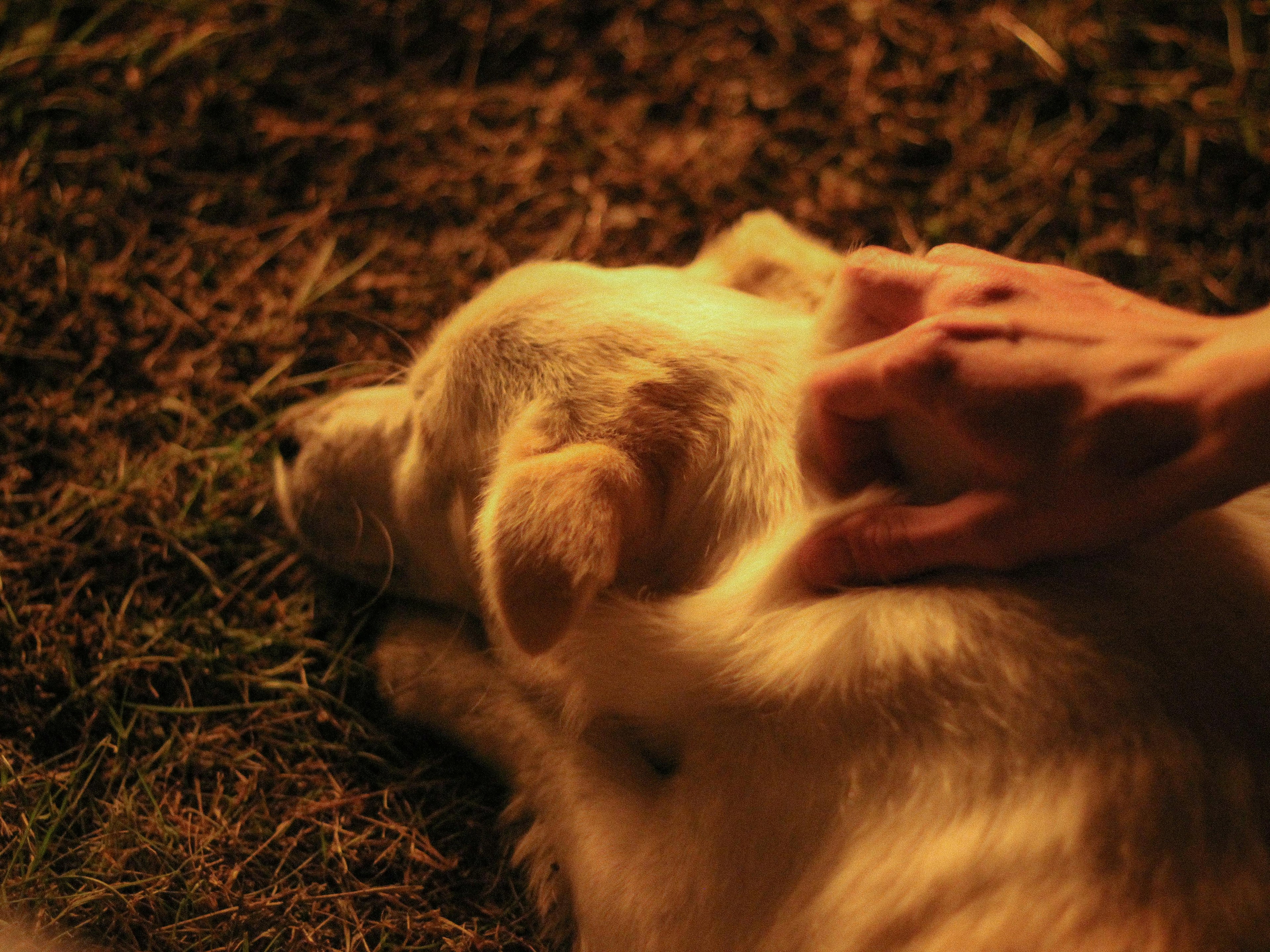 How to calm your dog when stressed and overwhelmed