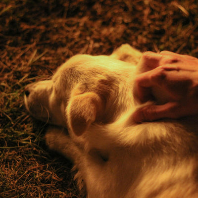How to calm your dog when stressed and overwhelmed