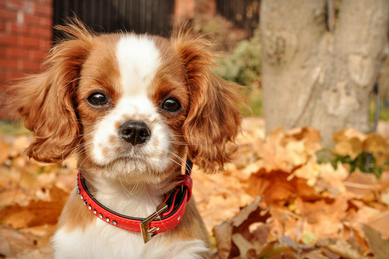 What can I give my dog for constipation?