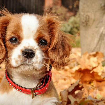 What can I give my dog for constipation?