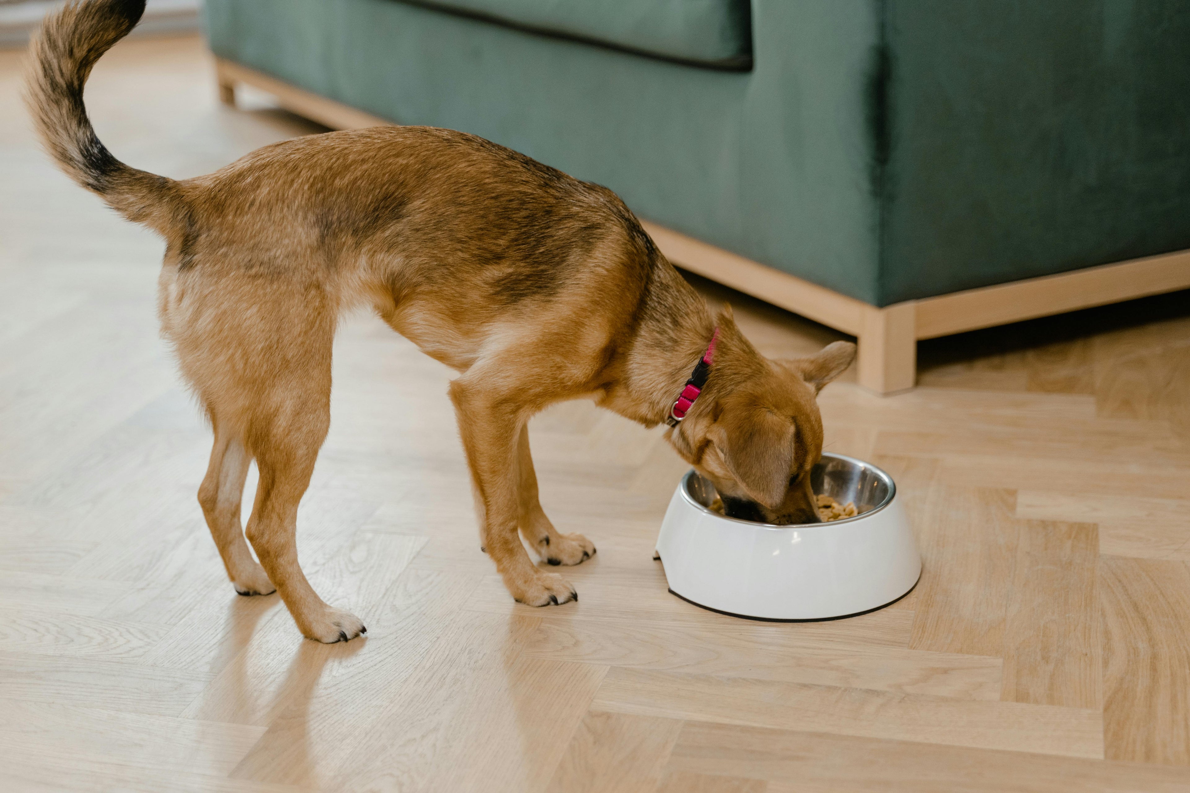Probiotics for dogs and why gut health matters