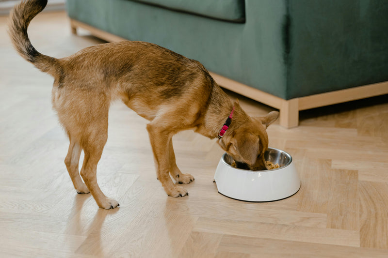 Probiotics for dogs and why gut health matters