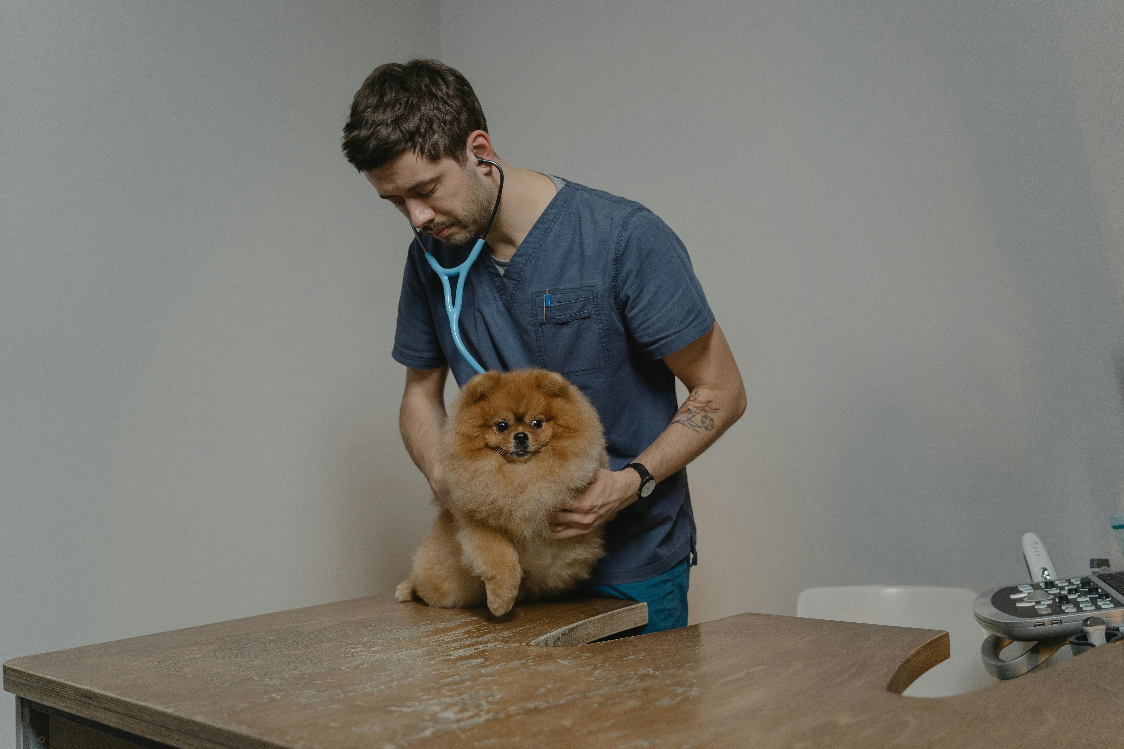 12 dog care tips to support dogs at every life stage in 2026
