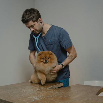 12 dog care tips to support dogs at every life stage in 2026