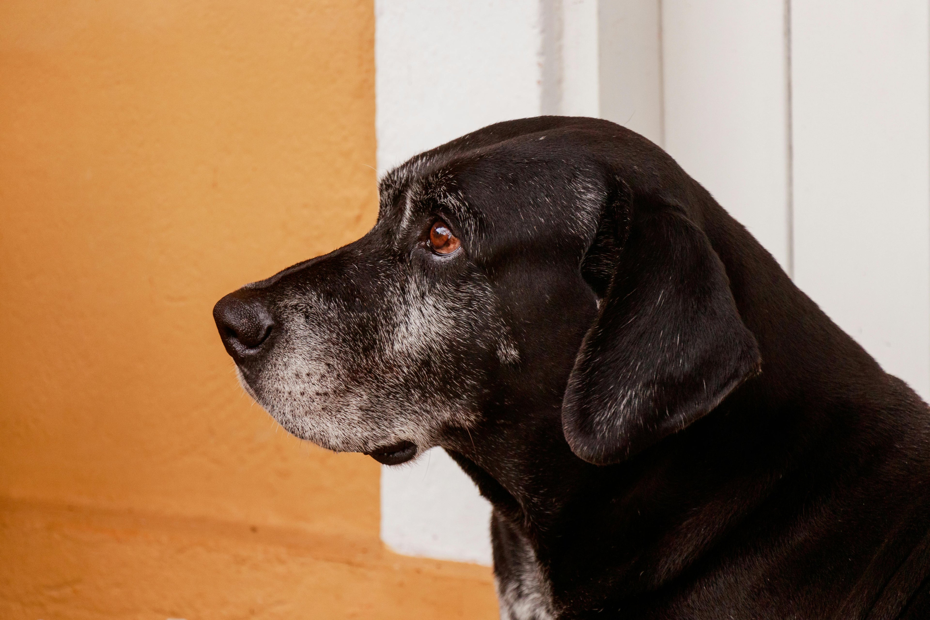 Glucosamine for dogs: When to start and why dosage matters