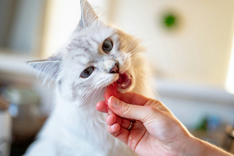 Does your vet approve your cat diet?