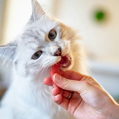 Does your vet approve your cat diet?